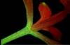 High resoltion image of this Arabidopsis plant