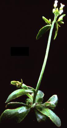 High resolution image of this Arabidopsis plant