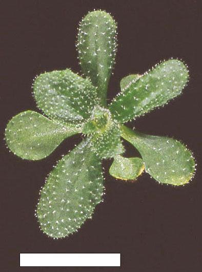 High resolution image of this Arabidopsis plant