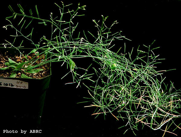 High resolution image of this Arabidopsis plant