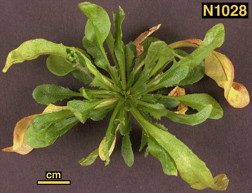 High resolution image of this Arabidopsis plant