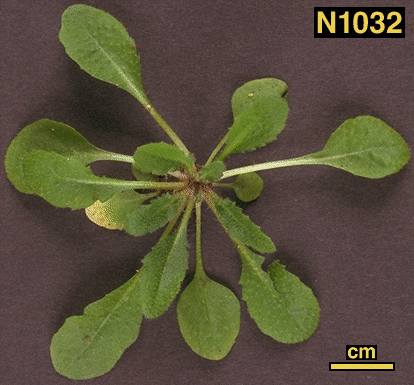 High resolution image of this Arabidopsis plant