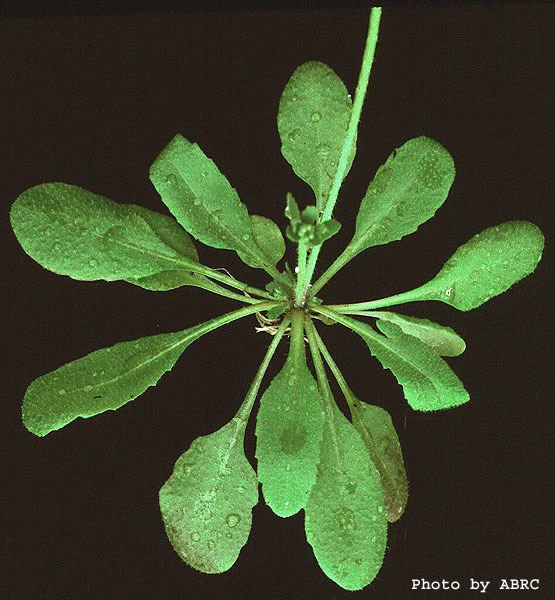 High resolution image of this Arabidopsis plant
