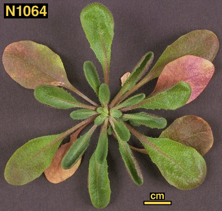 High resolution image of this Arabidopsis plant