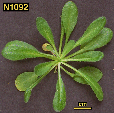 High resolution image of this Arabidopsis plant