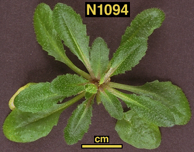 High resolution image of this Arabidopsis plant