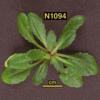 photo of Arabidopsis plant