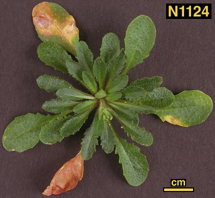 High resolution image of this Arabidopsis plant