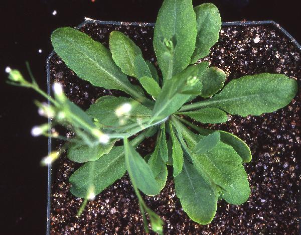 High resolution image of this Arabidopsis plant