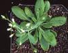 photo of Arabidopsis plant