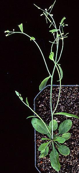 High resolution image of this Arabidopsis plant