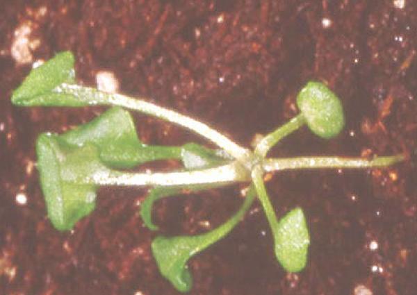 High resolution image of this Arabidopsis plant