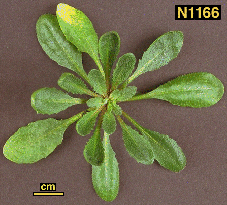 High resolution image of this Arabidopsis plant