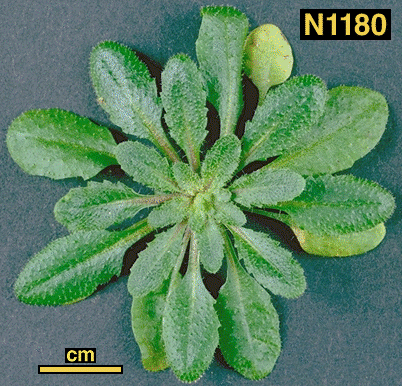 High resolution image of this Arabidopsis plant