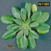 photo of Arabidopsis plant