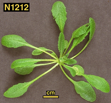 High resolution image of this Arabidopsis plant