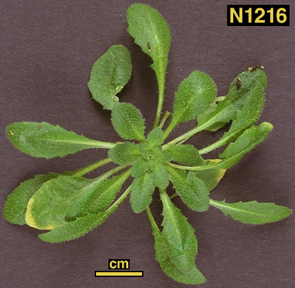 High resolution image of this Arabidopsis plant