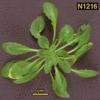 photo of Arabidopsis plant