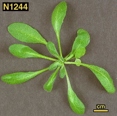 High resolution image of this Arabidopsis plant