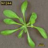 photo of Arabidopsis plant