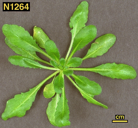 High resolution image of this Arabidopsis plant