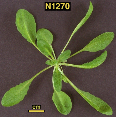 High resolution image of this Arabidopsis plant