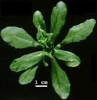 High resolution image of this Arabidopsis plant