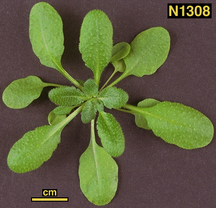 High resolution image of this Arabidopsis plant