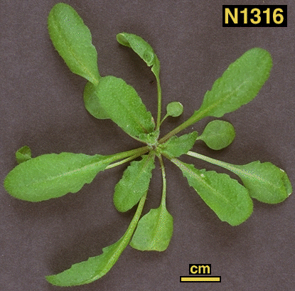 High resolution image of this Arabidopsis plant