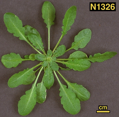 High resolution image of this Arabidopsis plant