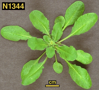High resolution image of this Arabidopsis plant