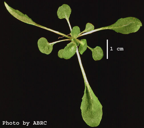 High resolution image of this Arabidopsis plant