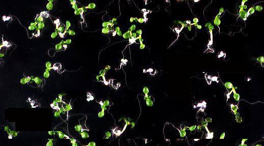 High resolution image of this Arabidopsis plant