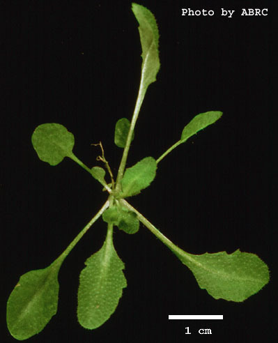 High resolution image of this Arabidopsis plant