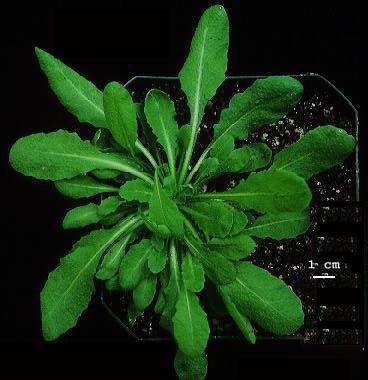 High resolution image of this Arabidopsis plant