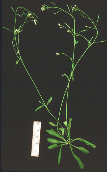 High resolution image of this Arabidopsis plant