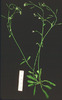 photo of Arabidopsis plant