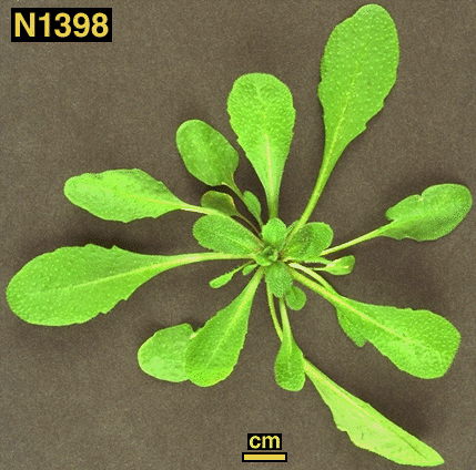 High resolution image of this Arabidopsis plant