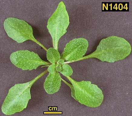 High resolution image of this Arabidopsis plant