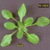 photo of Arabidopsis plant