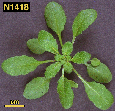 High resolution image of this Arabidopsis plant