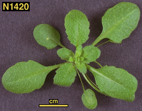 High resolution image of this Arabidopsis plant