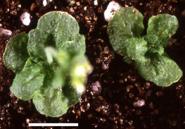 High resolution image of this Arabidopsis plant