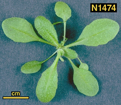 High resolution image of this Arabidopsis plant