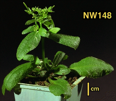 High resolution image of this Arabidopsis plant