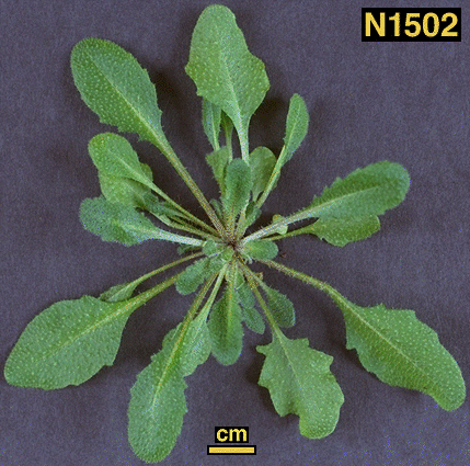 High resolution image of this Arabidopsis plant