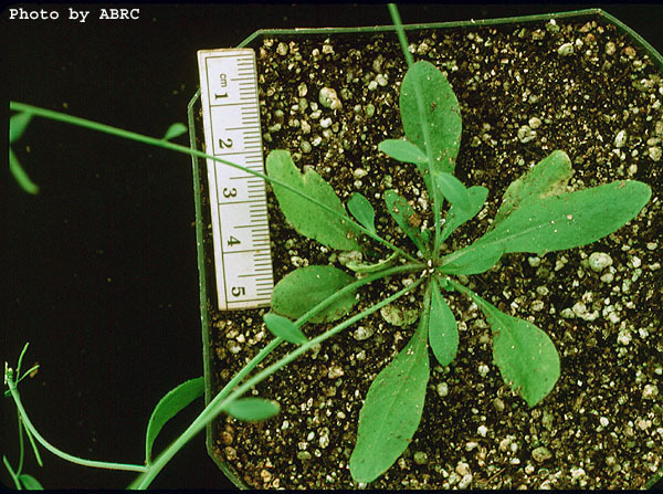 High resolution image of this Arabidopsis plant