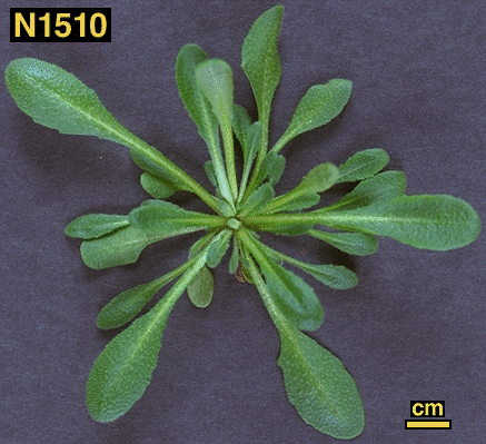 High resolution image of this Arabidopsis plant