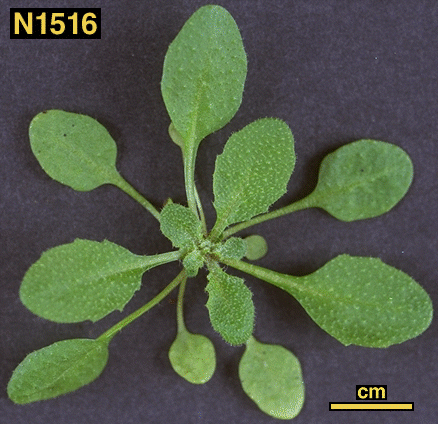 High resolution image of this Arabidopsis plant