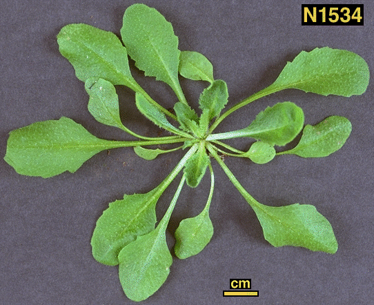 High resolution image of this Arabidopsis plant